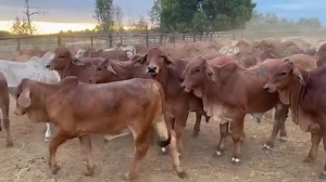 100K views · 1.6K reactions | 18K for 5 ( Not selling less than...