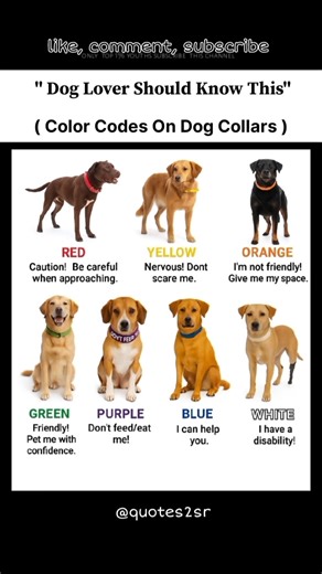 colour codes on dogs collar #quotes2sr