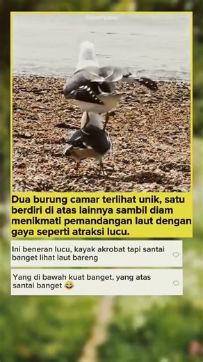 Burung Camar Atraksi Unik! Santai Nikmati Laut..