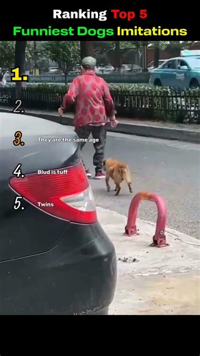 Ranking Top 5 Funniest Dogs Imitations😂