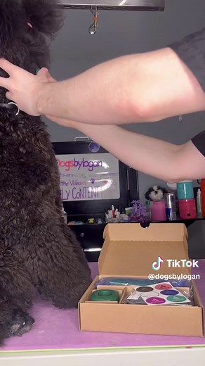 Poodle Dog Grooming: A Joyful Experience with Andis Clippers