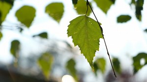 The sun through the leaves of a tree. Nature background.