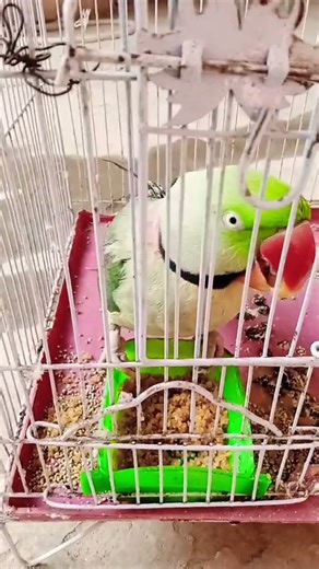 Parrots talking each other politely #birds #birdsounds #parrot #shortvideos #viralvideos #cute
