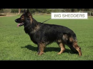 THE GERMAN SHEPHERD DOG FIVE THINGS YOU SHOULD KNOW