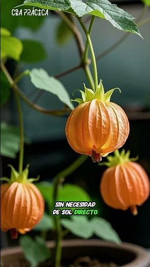 Abutilon: a flowering plant for shade and joy 🌿