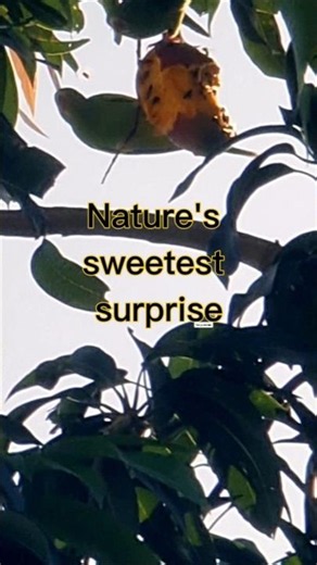 🥭💚 A Parakeet Couple's Sweet Mango Feast Will Melt You! 🦜😍