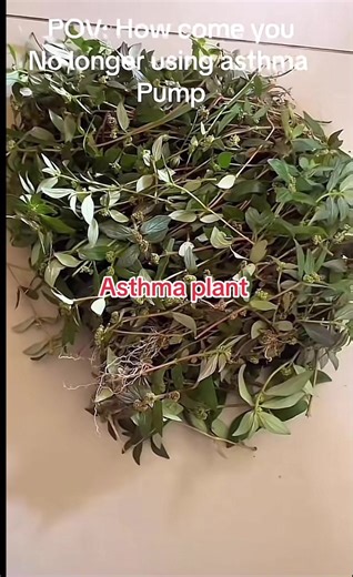 Asthma-plant_herbalshop on TikTok