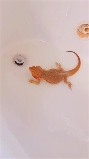 🐉💦 Swimming is one of his favorite forms of enrichment — it’s gentle exercise, naturally hydrating, and so refreshing for bearded dragons. It helps them move, explore, and unwind in a calm, supervised space. Samson loves these peaceful moments, and it keeps him happy, healthy, and feeling his best. #funnyanimals #funactivity | Whosagoodlizard
