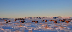 Beef Research School: How to Save Time & Money with Bale & Swath Grazing