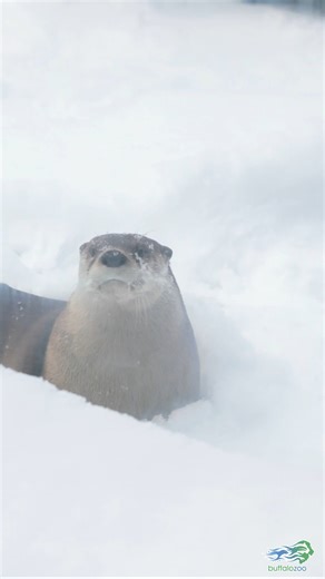 71K views · 1.7K reactions | Mindy and Poppy have never met a fresh layer of snow they didn't like ❄️簾 Fun fact: River otters have two layers of fur, an outer one that repels water and inner one that insulates them, allowing them to stay warm during the winter! | The Buffalo Zoo | Facebook