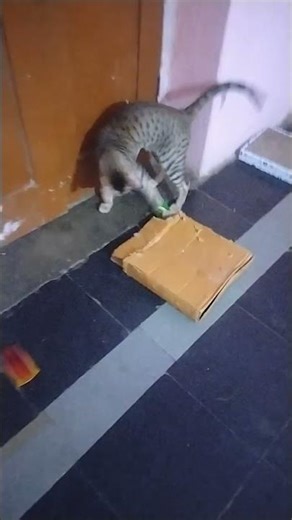 tittu cutely playing with iodine box#shorts