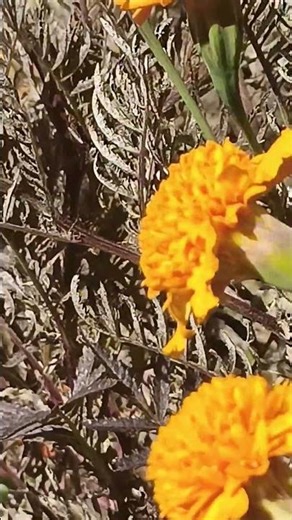 Hummingbird Hawk-Moth on Flowers | Amazing Nature Close-Up #DesignMountt