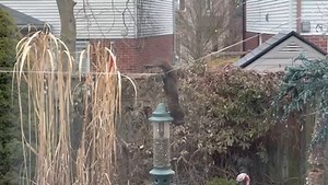 32K views · 1.6K reactions | How long did it take YOUR squirrels to realize the Squirrel Buster means business? Thanks to Joe Brancati's video, we're all reminded of the persistence these cute critters can have. https://bit.ly/35l9eSL #SquirrelTale #SquirrelBusterPlus #BackyardAdventures | Brome - Squirrel Buster | Facebook