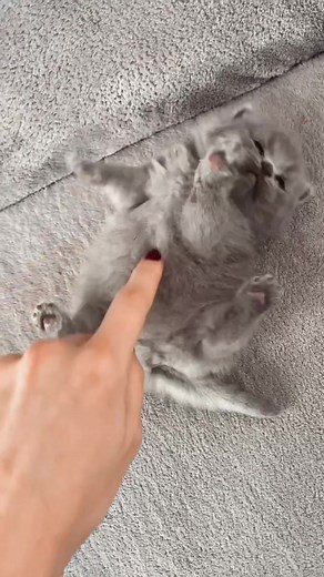 bkh.kitten (@donias_bkh_cats)’s videos with Originalton - Kikaninchen