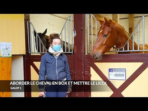 LES TUTOS EPISODE 1 : ABORDER LE CHEVAL AU BOX, METTRE LE LICOL