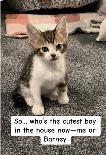 Barney has just joined the family, a tiny ball of fur with oversized paws and a mischievous sparkle in his eyes. He’s already stealing hearts with his playful pounces and the way he curls up like he owns the cosiest corner of the house. When it comes to deciding who’s the cutest male around, well… let’s just say Barney has already claimed the crown with his irresistible kitten charm. #kitten #cat #8weeks #love #jonnyb