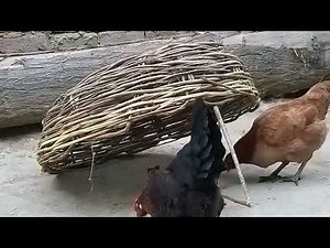 Chicken Catching Machine: Fast & Efficient Poultry Solution 🐓✨ || 🌐 1008 Wonders