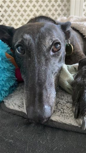 Watching our every move from her bed 🖤 ever hopeful for a cuddle or, better, a treat! #greyhoundsoftiktok #greyhounds #dogs #sighthounds #greyhound