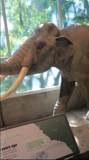 Story of Pygmy Mammoths on California's Coastal Islands