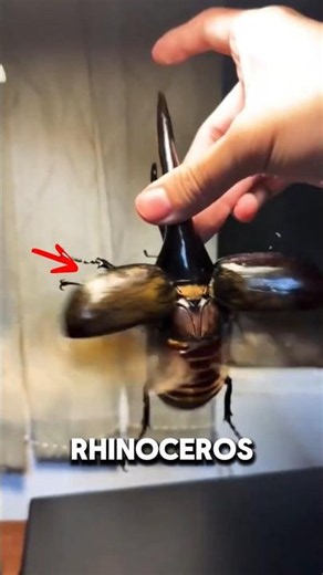 This Insect is a Living Helicopter! 🪲🚁 (Rhinoceros Beetle)