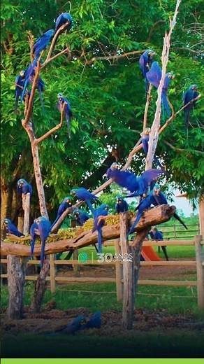 Espetáculo de araras-azuis no Pantanal