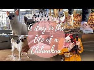 A Day In The Life Of A Chihuahua / Reality of Having a Chihuahua / Sora’s Day