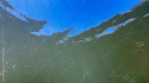 Great diving beetle (Dytiscus marginalis) larva swimming in the pond, underwater footage from below against the surface. Estonia.