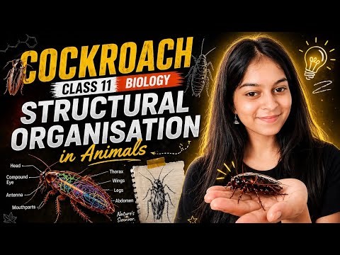 Cockroach Explained in 40 Minutes | Structural Organisation in Animals Part 6 | Class 11 Biology
