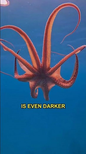 The Brutal Octopus Mating Cycle #wildlife #facts #shocking