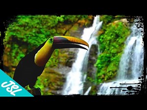 The Intense Biodiversity of Costa Rica