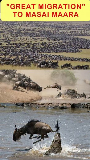 🌍🐃 Unbelievable Facts About the Great Migration of Masai Mara! 🌿✨ Discover how millions of wildebeest, zebras & gazelles cross deadly rivers, escape predators & survive nature’s toughest challenges! 🦁🐊 👉 Swipe to witness the world’s BIGGEST wildlife migration! #GreatMigration #MasaiMara #WildlifeFacts #NatureChallenge #AnimalSurvival #WildebeestMigration #SafariAdventure #facts #malayalam #didyouknow | Mr.TrendSetter