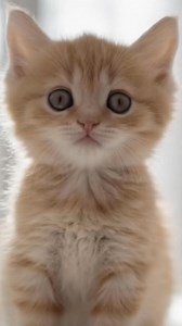 1.5M views · 19K reactions | Thinking of you  #cute #cutecat #lipsync #ai #loveyou | Automation Ai | Facebook