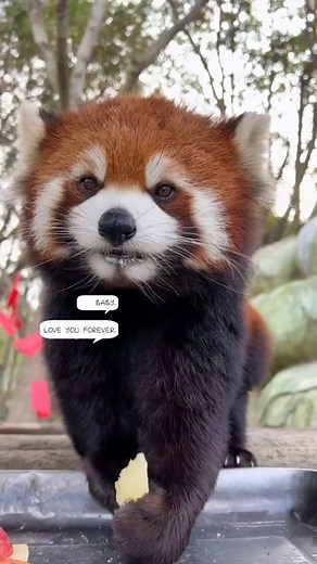 littlepanda6487 on TikTok