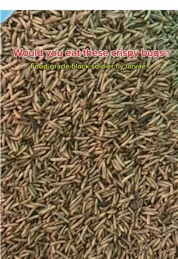 Insect Protein Production Using Microwave Technology