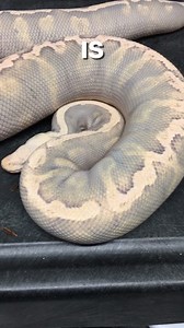 1.5K views · 1.5K reactions | Snakes Secrete Oil? #shorts #snakes #ballpython #ballpythons #ballpythonsofinstagram #snakebreeder #ballpythonbreeder #fyp #fypシ | Rodents & Royals | Facebook
