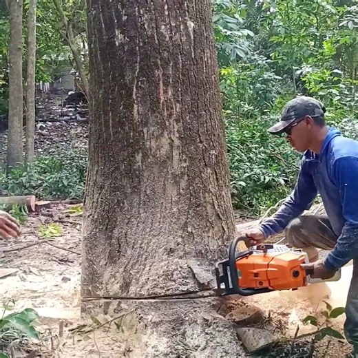 314K views · 3K reactions | The best skill man cutting tree from bottom tree | Dara-W | Facebook