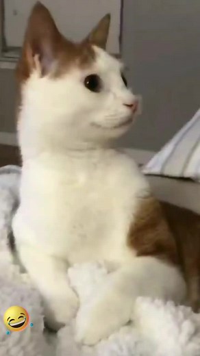 Beautiful Domestic Cat with Ginger Markings