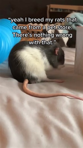 Understanding Pet Rat Breeding and Genetics