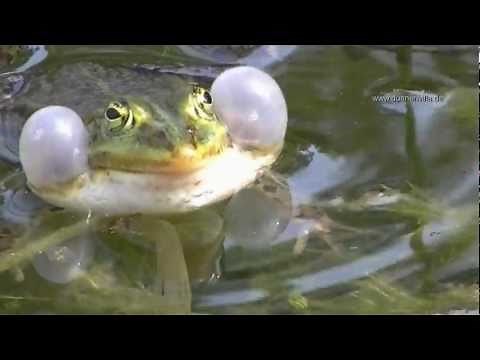 Wasserfrösche bei der Balz mit lautstarkem Froschkonzert.wmv