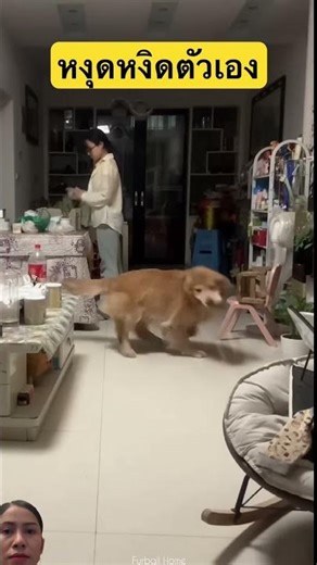 จัดหารตัวเองแบบสับ #dog #youtubeshorts #smilesmile #shortvideo #pets #greenscreen #animals #funny