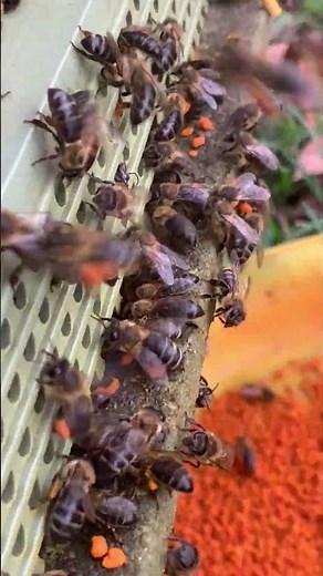 Busy Bees Carrying Pollen 🐝 | Daily Work of the Hive