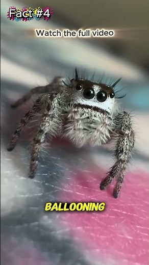 Flying Spiders That Travel Thousands of Kilometers?!