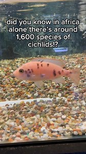 #cichlid #cichlids #cichlidtank #fish #pet #pets #swimming #facts #love #loveit #beautiful #beauty #africancichlids #adorable #cute #socute #colorful #cuties #funfacts #letsgo #letsgetit #reels #reelsviral #reelsvideo #reelsinstagram #reels2023 #reelsfb #reelsoftheday #reelstrending #trendingnow #trendingvideo #trendingreels #trend #trendingreelsvideo #viral #viralvideo #viralpost #virals #viralreels #viralpage #insta #instagood #instagram #instareels #instagramreels #instadaily #instalike #inst