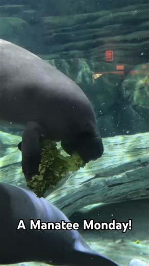 A Manatee Monday