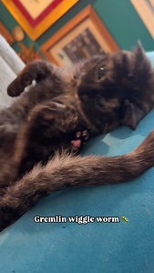 Who knew Gremlin was also part worm 🪱 ​ ​#catladytails #catswiththeirtonguesout #tortiecats | Gremlin the Blep Cat - Cat Lady Tails
