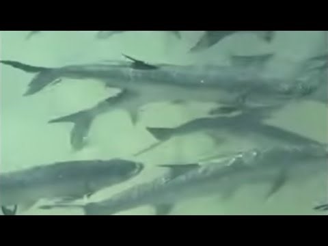 LIVE Tarpon Feeding at Robbie’s 🐟🌴 | Island Flow