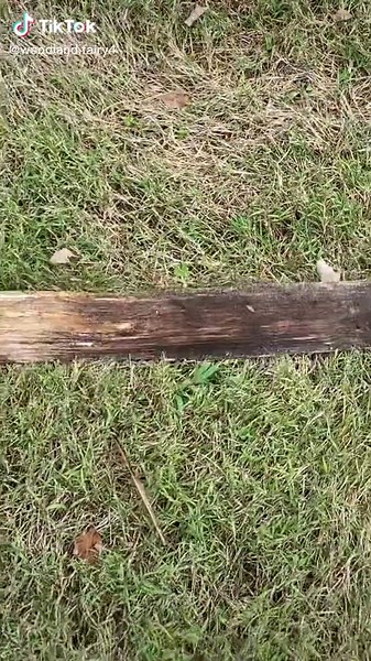 Creating a Magical Fairy Circle: Step-by-Step Guide