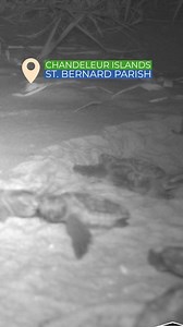 21K views · 514 reactions | Looks like we have a ~tiny~ bit of company on the Chandeleur Islands!  Endangered sea turtle hatchlings are back for the third year in a row, and they’re ready to waddle their way into the world—one tiny flipper at a time. Learn more about this turtlely awesome discovery here: https://coastal.la.gov/news/sea-turtle-hatchlings-found-on-louisianas-chandeleur-islands-for-third-consecutive-year/ | Louisiana Coastal Protection and Restoration Authority | Facebook