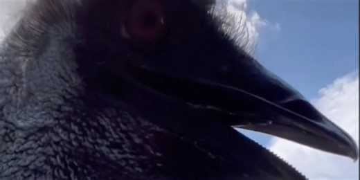 What is avian flu, the disease that TikTok star Emmanuel the emu is fighting?