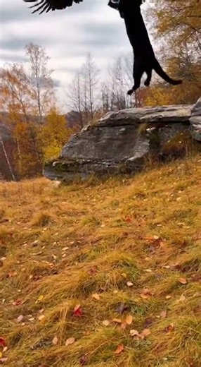 Puma's Death From Above Attack! (Eagle Fight) #puma #animals #eagle